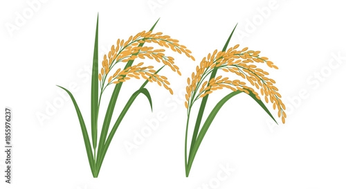 A simple and beautiful illustration of two golden-yellow rice plants with full grains ready for harvest on a white background.