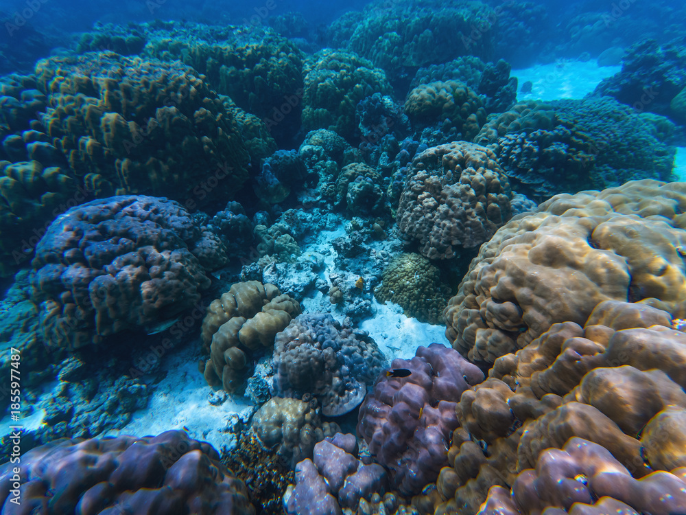 Fototapeta premium Vibrant coral reefs support diverse marine life emphasizing the urgent need for conservation to protect these vital ecosystems.
