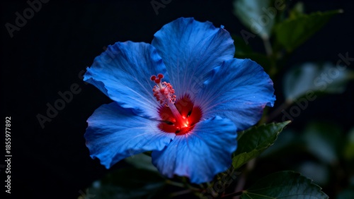 Blue hibiscus flower with red center