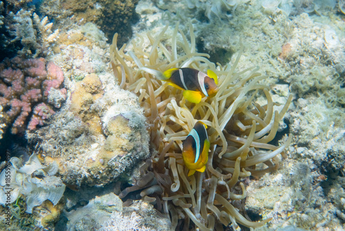 Clownfish Paar in Anemone