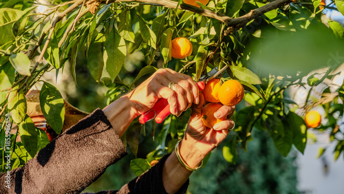 An elderly blonde woman wearing a cowboy hat and picking mandarins from the mandarin trees in her garden on a winter day