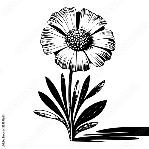 black and white daisy