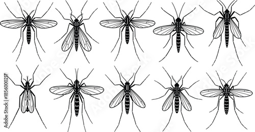 Detailed Black and White Mosquito Vector Set Featuring Anatomical Variations for Entomology, Biology, Education, and Disease Awareness Illustrations