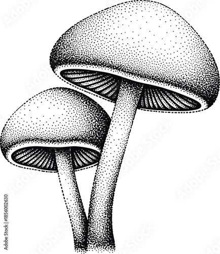 Hand drawn stippled mushroom illustration with detailed ink pointillism texture on white background, forest fungi art, cad drawing flat vector illustration