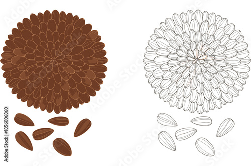 Sunflower seeds vector illustration in circular arrangement with hand drawn line art and flat brown colored seed versions.