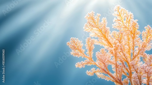 A coral reef with a blue background.