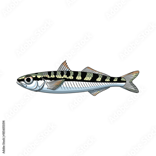 Realistic illustration of a small striped freshwater fish such as a trout or salmon fry isolated on white background.
