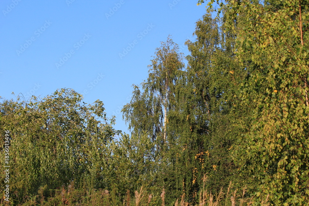 Fototapeta premium forest of northeastern Europe on a sunny day in late summer