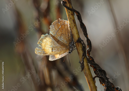 butterfly Brown hairstreak, Thecla betulae, sitting on a dry field plant. October