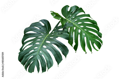 Beautiful heart-shaped tropical foliage of Monstera plant, decorative green leaf elements for graphic design.