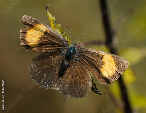 butterfly Brown hairstreak, Thecla betulae, sitting on a dry field plant. October