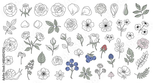 Massive collection of botanical line art illustrations including roses leaves berries and a snail for wedding or stationary design.