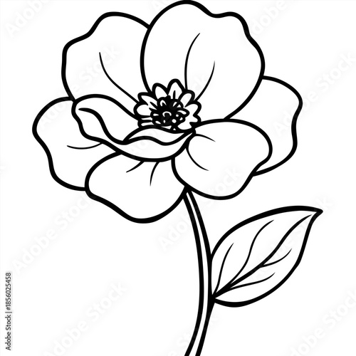 buttercup flower line art vector isolated