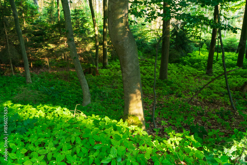 Summer forest scene in the Czech Republic