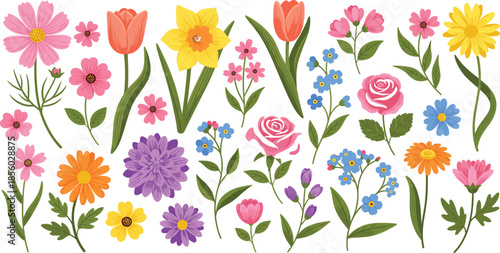 Colorful spring flower vector collection featuring tulips roses daffodils and daisies in pink yellow and purple isolated on a clean white background