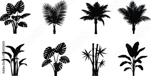 Plant, silhouette, tropical, foliage, leaf, botanical, garden, nature, black, icon, ornamental, exotic, jungle, tree, design, greenery, shape, landscaping, flora, style