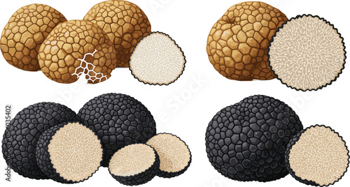 Gourmet black and white truffle mushroom vector illustration collection featuring whole fungus and textured slices isolated on white background for culinary food design.