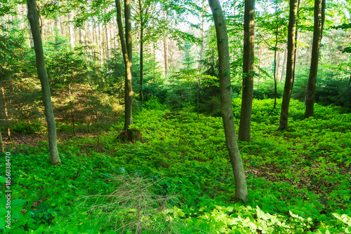 Summer forest scene in the Czech Republic