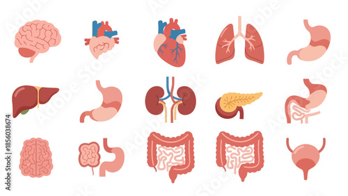 Human Internal Organs Icon Set – Flat Anatomy Illustration for Education