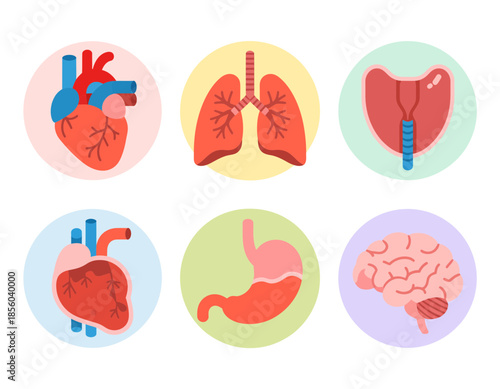 Human internal organs set, healthy body anatomy, medical icons collection