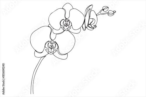 Delicate orchid bloom