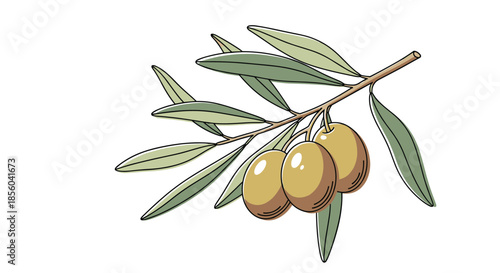Detailed illustration of an olive tree branch bearing three ripe green olives and several long narrow leaves isolated on a white background.