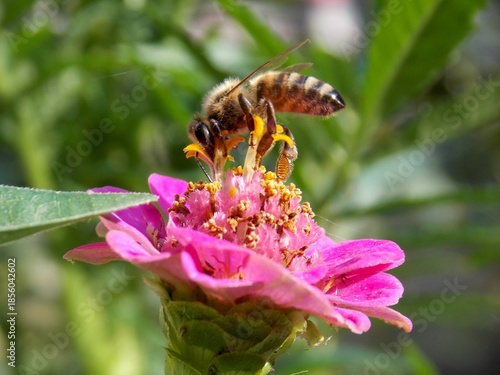bee on a large pink flower