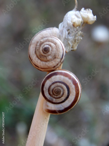 two small snails on a plant