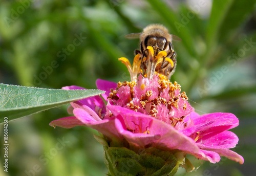 bee on a large pink flower