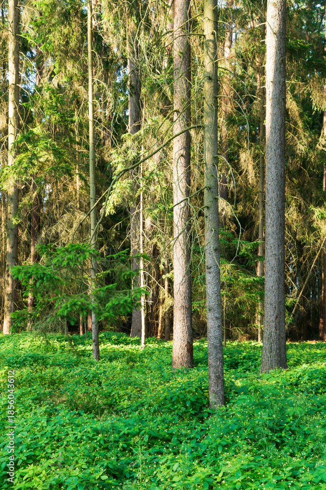 Fototapeta premium Summer forest scene in the Czech Republic