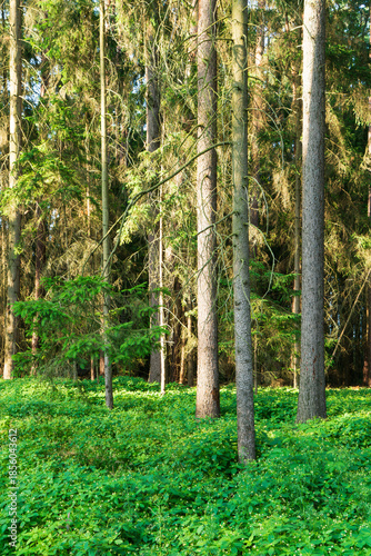 Summer forest scene in the Czech Republic