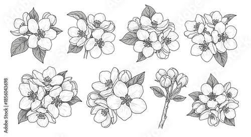 Detailed engravings of various apple blossom clusters with leaves and buds, showcasing the delicate beauty of fruit tree flowers.