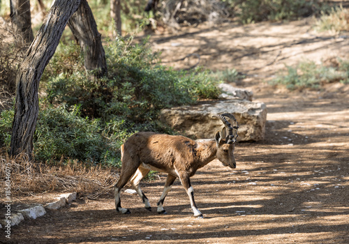 Nubian ibex walking along a desert path in the Negev, Israel, 13 December 2025