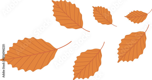 Autumn orange beech leaves logo collection isolated on transparent background for graphics