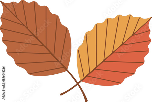 Autumnal beech leaves crossing illustration set for seasonal nature design logo