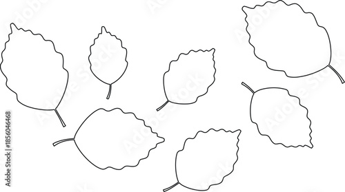 Outline set of various sized beech leaf shapes for nature contour logo