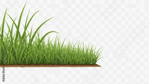 Green grass blades growing from brown soil on white background, lawn or meadow concept with natural scenery
