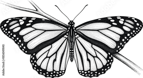 Detailed black and white stipple art monarch butterfly illustration perched on a branch with intricate wing vein patterns.