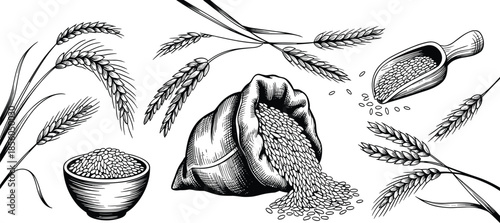 Hand drawn wheat and grain illustration set with rice seeds sack harvest elements vintage sketch style isolated white background