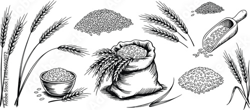 Hand drawn wheat and grain illustration set with rice seeds sack harvest elements vintage sketch style isolated white background