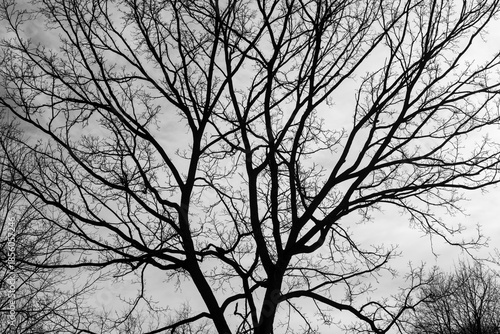black and white silhouette of a tree in winter