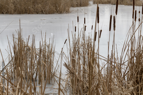 dried reeds and cattails in and around a frozen pond