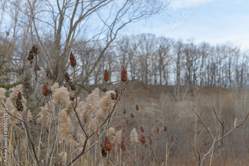 dried grass seed head plumes, staghorn sumac drupe clusters, and trees, some at the top of an escarpment