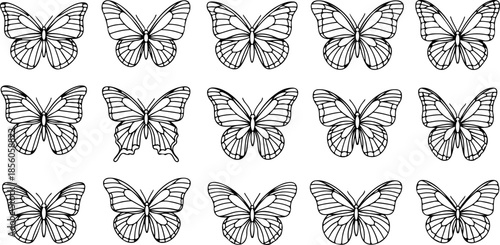 Monochrome Butterfly Species Collection