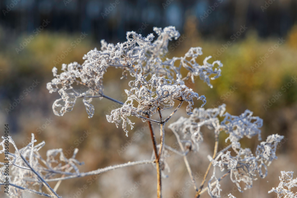 Naklejka premium Macro Details of Hoarfrost on Dried Plants