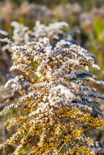 Frozen Wildflowers in Sunny Winter Field