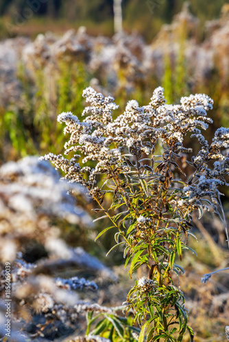 Frozen Wildflowers in Sunny Winter Field
