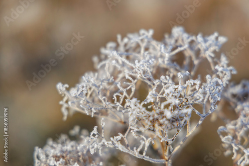 Macro Details of Hoarfrost on Dried Plants