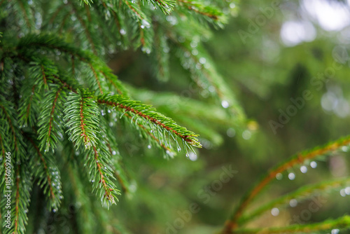 Close Up of Fir Branch with Raindrops