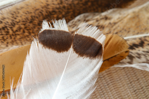 The structure of feathers of different birds close-up: natural texture, patterns and colors of plumage. Backgrounds and texture. Shallow depth of field.